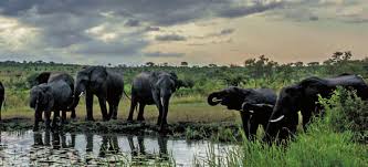Kudde olifanten bij drinkplek n Afrika