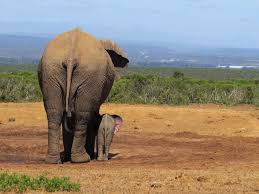 Olifant moeder met baby